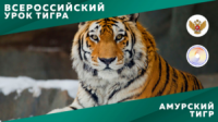 Всероссийский урок тигра
